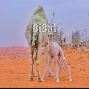  رعد الحجايا
