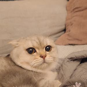  عمار حرب