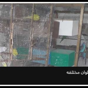  عبود الشامي
