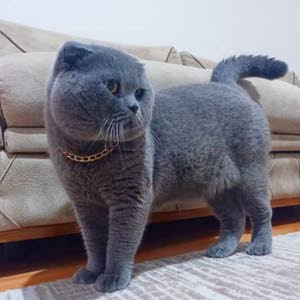  هارون