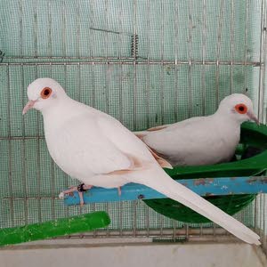 فادي نعيرات
