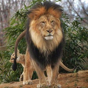  lion jordanian