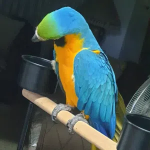 Avatar
