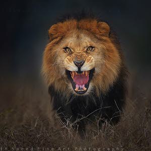  ahmad i