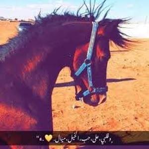 ＼༼كـيان༽／ ،