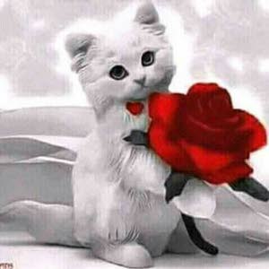  أبو ثامر الورثه