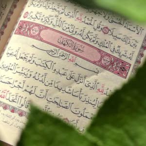 هبه عثمان عثمان