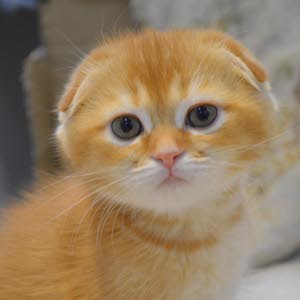 Cats.Kitten’s