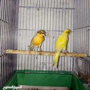 نائل الزواهره