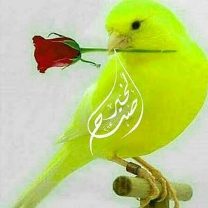  mohamad