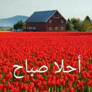 ابوجواد