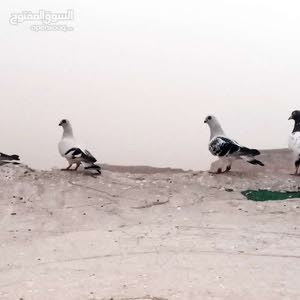  عون ؛ َ،