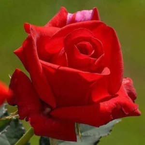 member-1727049060.3969357