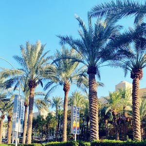 ابو كنان