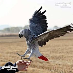  عثمان مر مش