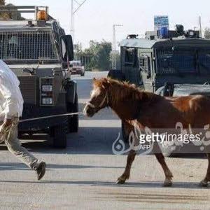 موسى طزازعه