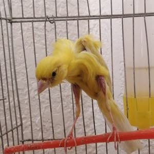  راتب