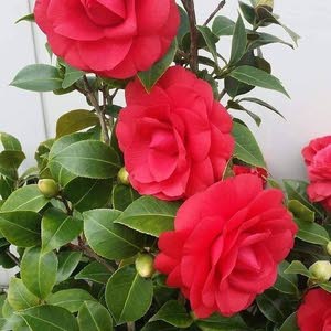  ABU TAREQ