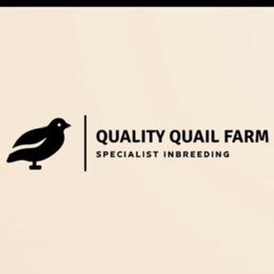  qualityquailfarm