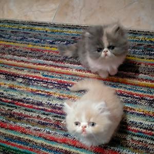 sama Hamd