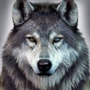 شركة Wolf
