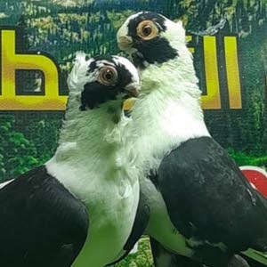  عطيه عطيه