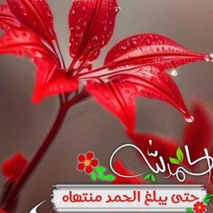 محمد