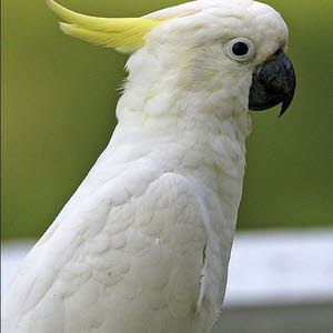  Parrot's King