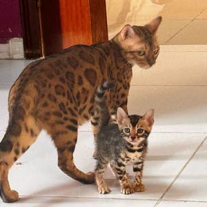 bengal lover