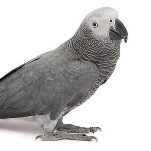 هادي فاضل ملا عبد الله