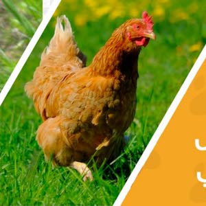 سمان وصوص دجاج محلي وفرنسي