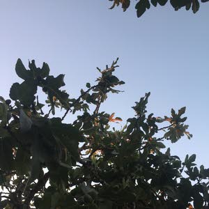  Kendah