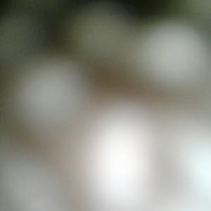  فارس