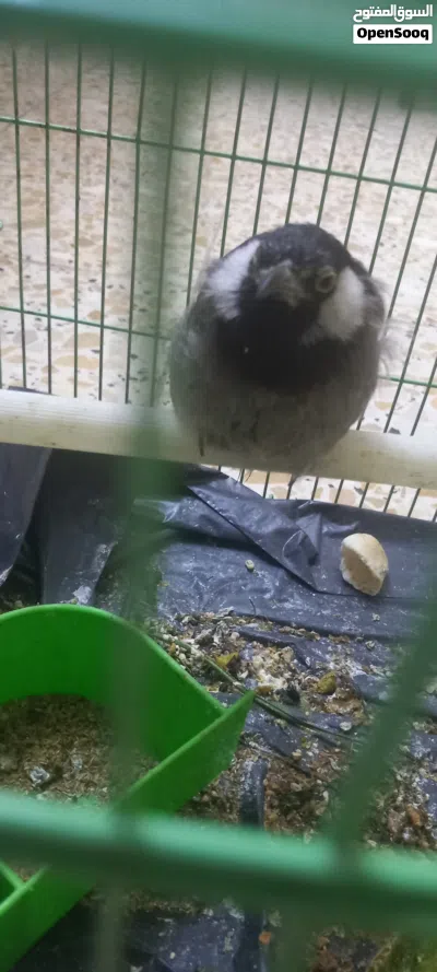 بلبل ذكر و زوج طيور. كناري 3