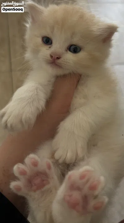 6 week old kittens for adoption. 2 male 2 female 3