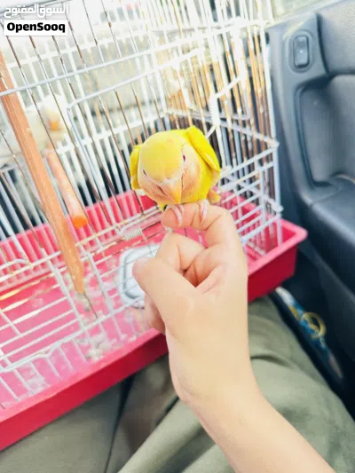 روز مروض ربي يبارك 3