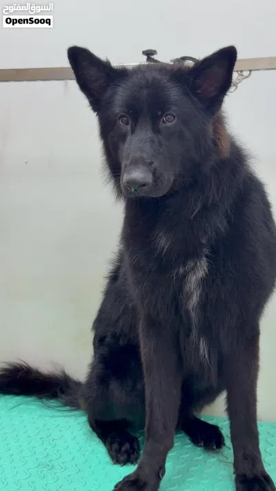 GERMAN SHEPHERD WORKING LINE BLACK JACK IMPORTED FROM GERMANY 4