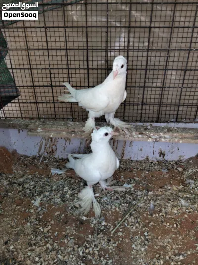 جوز مخليف عداد شوشه وغره وسروال وفحل زاجل 2