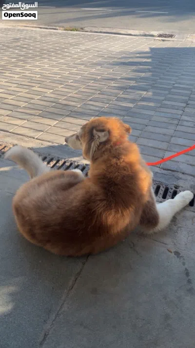Female malamute husky 4