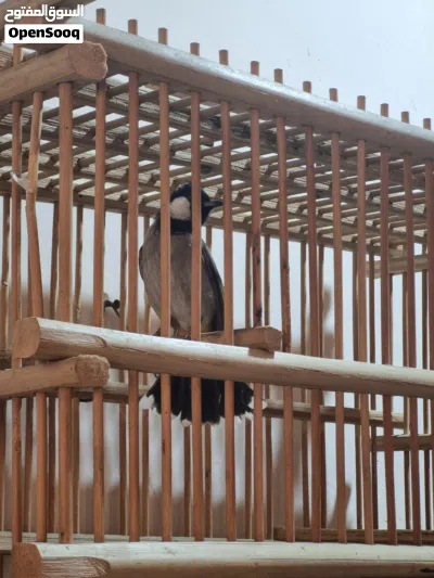 بلبل ربه بس ما يطلع بره 4