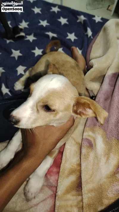 Cute dog very doesn’t bark only rarely 4