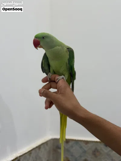 للبيع انثئ نيبالي اليفه جدآ جدآ م شاء الله تابع الوصف مهم 3