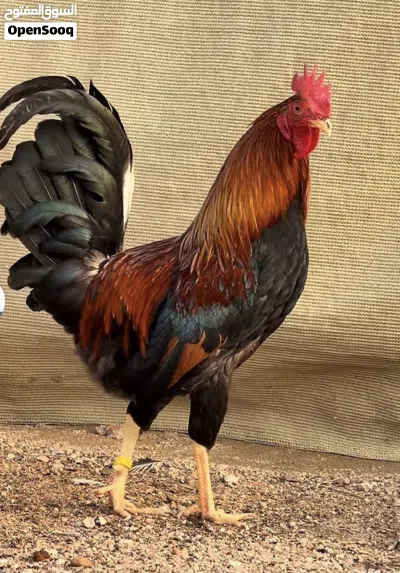 مطلوب دجاج عربي قديم سيافي 2