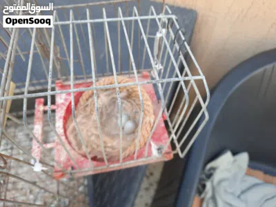 انثي كناري تحتها 2 بيض في صحة جيدة والبيع بالقفص بالحضانة وجميع محتويتاتة 4