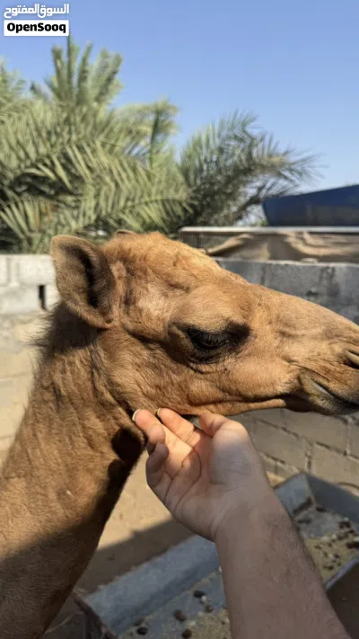 جعود سمييين 3