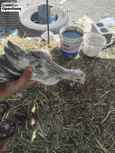 للبيع دجاج عماني الوصف مهم 4