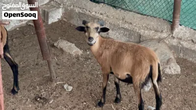 كبش وعل الكاميروني للبيع 4