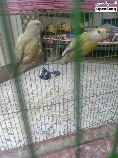زوج غندوره 2