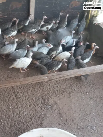 دجاج حبشي حبشي 2
