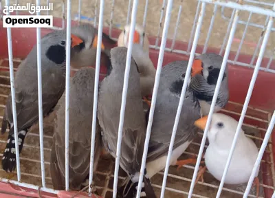 زيبرة 5ازواج 2